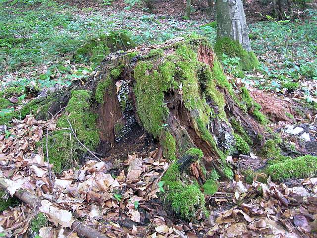 Micoflora estiva nell''areale basilese